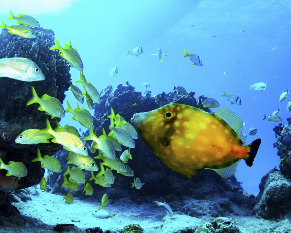 Ocean Cay Marine Reserve Fish and Coral
