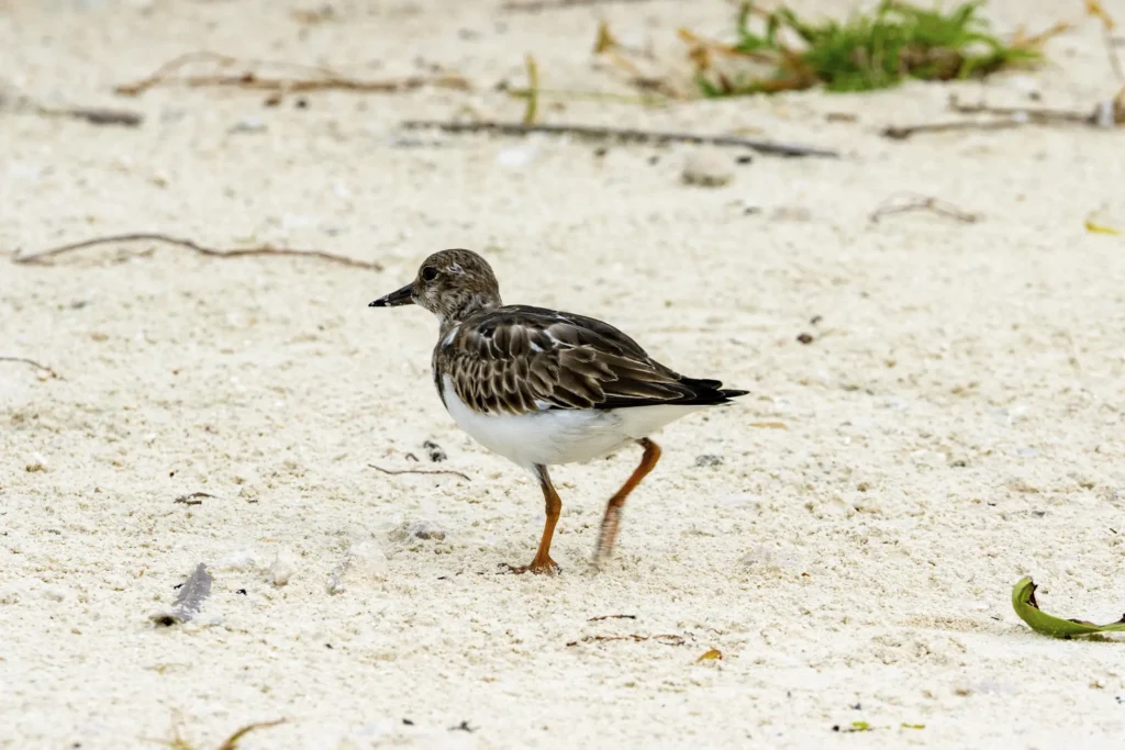 Ocean Cay Marine Reserve Wildlife