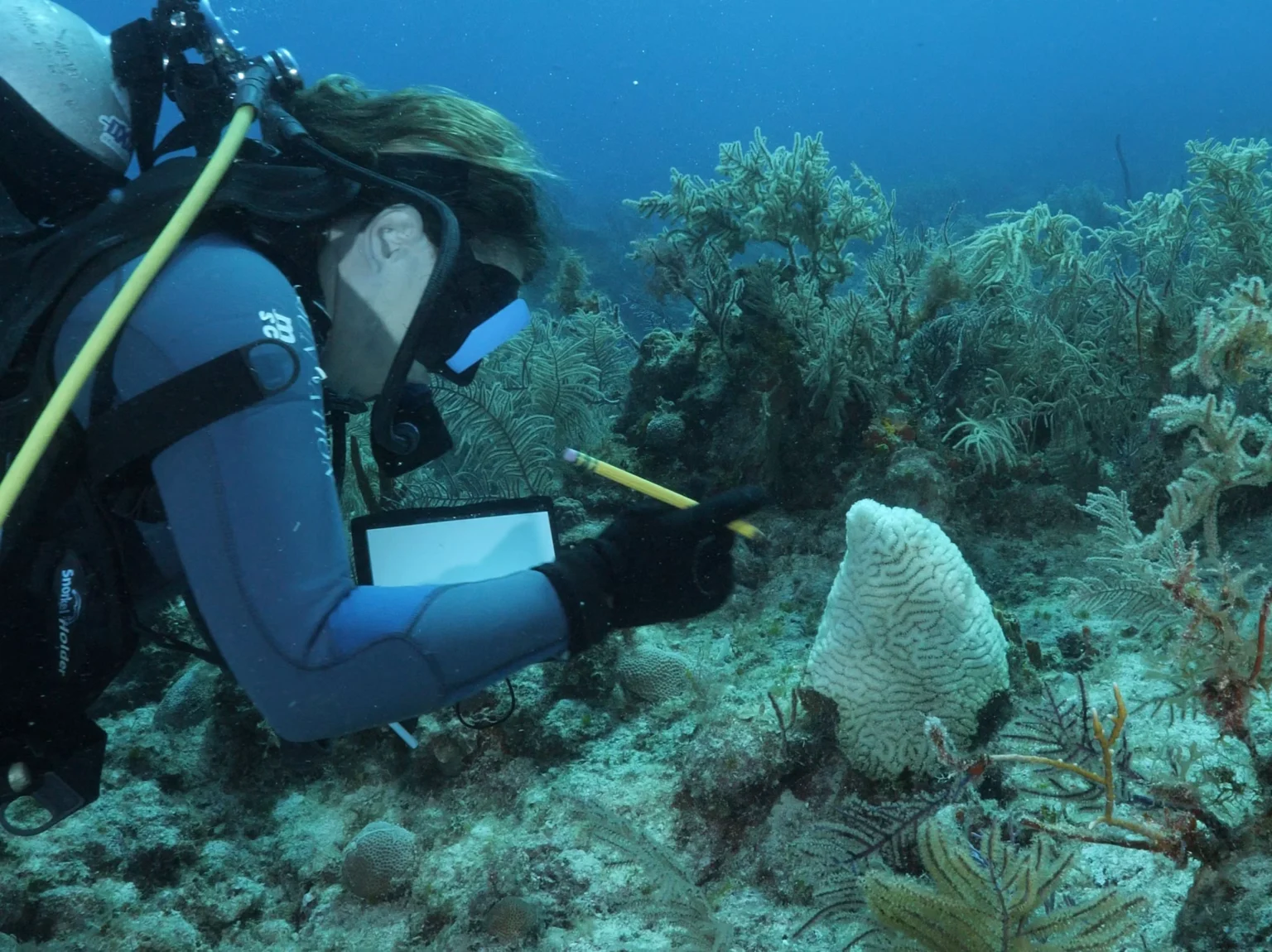 MSC Foundation Brings Experts Together to Fight Coral Disease Near Ocean Cay Marine Scientest Recording Coral Health