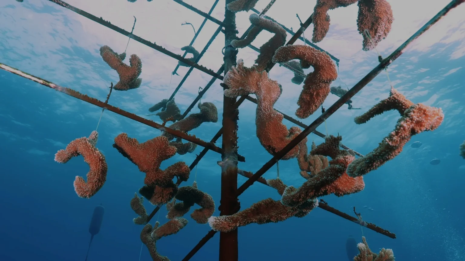 MSC Foundation Plants New Elkhorn Coral Near Ocean Cay Elkhorn coral fragments growing in an underwater nursery near Ocean Cay MSC Marine Reserve.