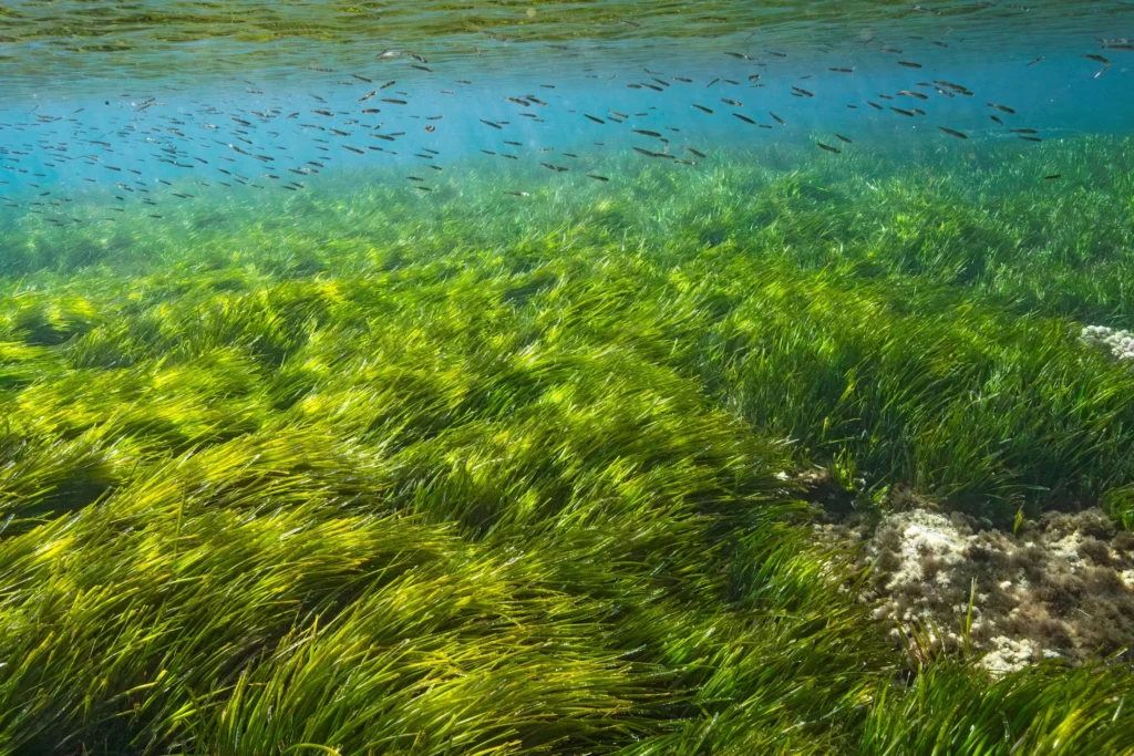Seagrass Meadow Around Formentera