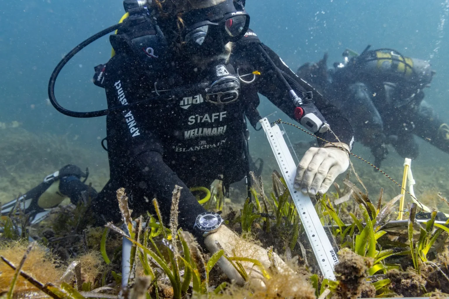 MSC Foundation Backs Mediterranean Seagrass Restoration Program Vellmari Seagrass Planting in Practice