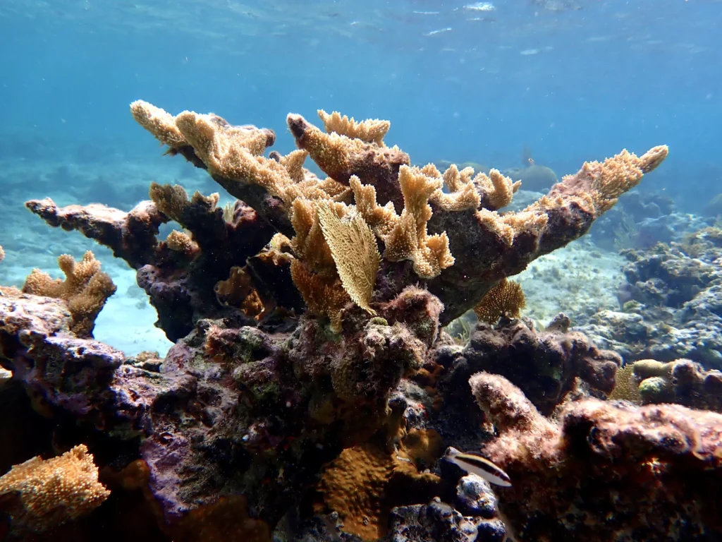 Elkhorn Coral in The Bahamas