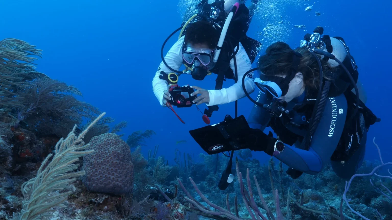 MSC Foundation Divers